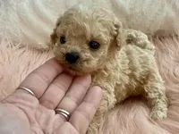 Toby, a male Maltipoo and Poodle - Toy  for sale in Tampa, FL – Photo 2 of 10