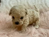 Toby, a male Maltipoo and Poodle - Toy  for sale in Tampa, FL – Photo 9 of 10