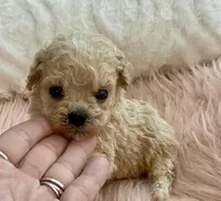 Toby, a male Maltipoo and Poodle - Toy  for sale in Tampa, FL – Photo 3 of 10