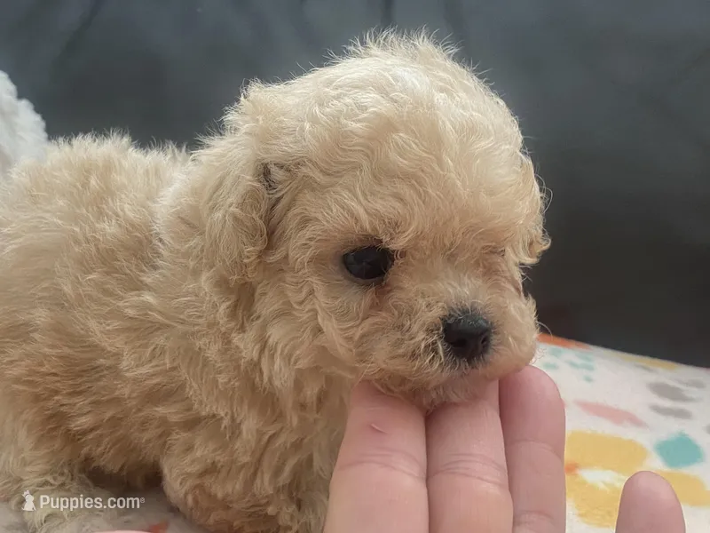 Toby – Maltipoo, Poodle - Toy  puppy for sale in Tampa, FL