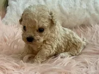 Toby, a male Maltipoo and Poodle - Toy  for sale in Tampa, FL – Photo 6 of 10
