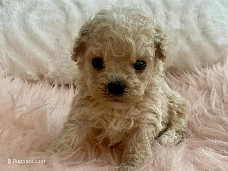 Toby – Maltipoo, Poodle - Toy  puppy for sale in Tampa, FL