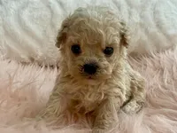Toby, a male Maltipoo and Poodle - Toy  for sale in Tampa, FL – Photo 1 of 10