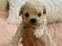Toby, a male Maltipoo and Poodle - Toy  for sale in Tampa, FL – Photo 4 of 10