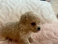 Toby, a male Maltipoo and Poodle - Toy  for sale in Tampa, FL – Photo 10 of 10