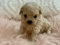 Toby, a male Maltipoo and Poodle - Toy  for sale in Tampa, FL – Photo 7 of 10