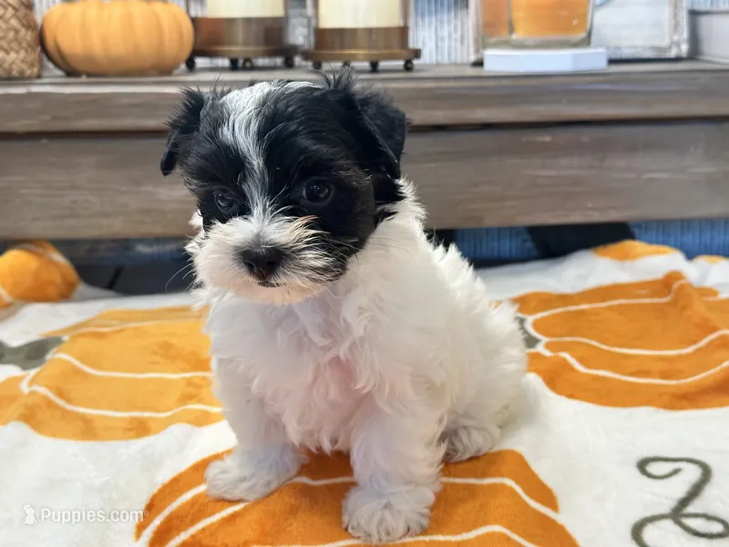 Milo Parti – Yorkshire Terrier puppy for sale in Tampa, FL
