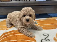 Zoey, a female Maltipoo and Poodle - Toy  for sale in Tampa, FL – 9 of 10