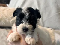 Milo Parti, a male Yorkshire Terrier for sale in Tampa, FL – 8 of 10