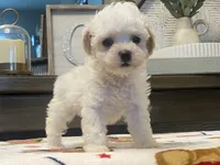 Shelby Tiny, a female Maltipoo and Poodle - Toy  for sale in Tampa, FL – 4 of 10