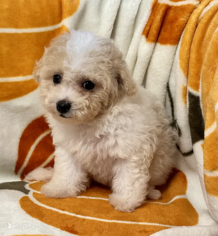 Gigi  – Maltipoo, Poodle - Toy  puppy for sale in Tampa, FL