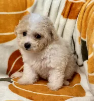 Gigi , a female Maltipoo and Poodle - Toy  for sale in Tampa, FL – 1 of 8