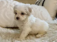 Charlie, a male Maltipoo and Poodle - Toy  for sale in Tampa, FL – 4 of 8
