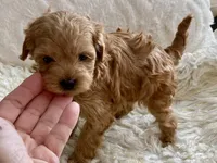 Izzy, a female Maltipoo and Poodle - Toy  for sale in Tampa, FL – 6 of 10