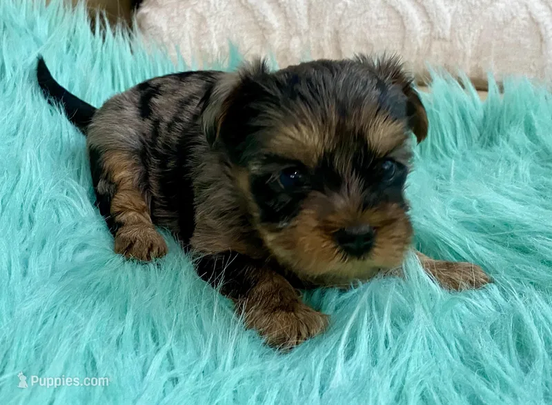 Sophie – Yorkshire Terrier puppy for sale in Tampa, FL