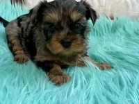 Sophie, a female Yorkshire Terrier for sale in Tampa, FL – Photo 6 of 9