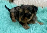 Sophie, a female Yorkshire Terrier for sale in Tampa, FL – Photo 5 of 9