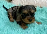 Sophie, a female Yorkshire Terrier for sale in Tampa, FL – Photo 4 of 9