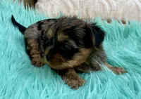 Sophie, a female Yorkshire Terrier for sale in Tampa, FL – Photo 2 of 9