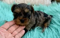 Sophie, a female Yorkshire Terrier for sale in Tampa, FL – Photo 3 of 9