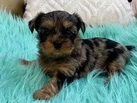 Sophie, a female Yorkshire Terrier for sale in Tampa, FL – Photo 8 of 9