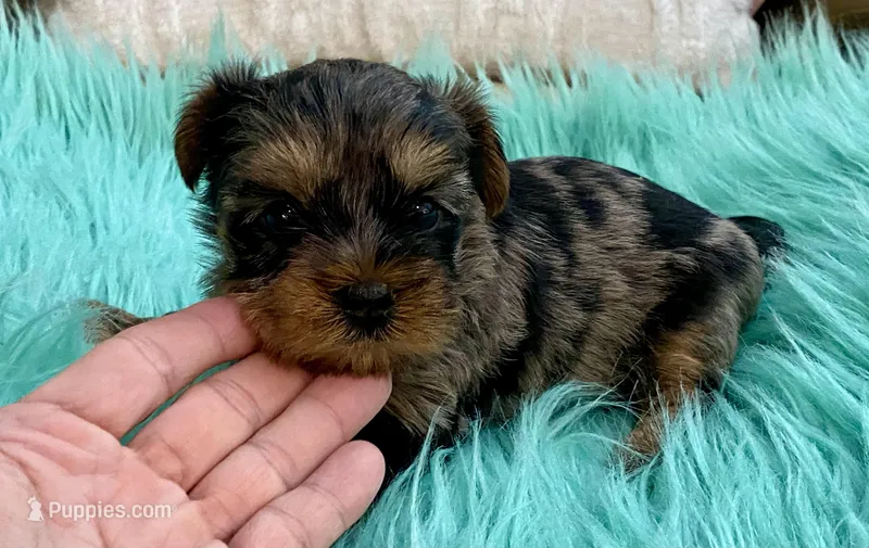 Sophie – Yorkshire Terrier puppy on hold in Tampa, FL