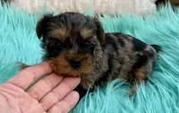 Sophie, a female Yorkshire Terrier for sale in Tampa, FL – Photo 1 of 9