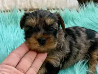 Sophie, a female Yorkshire Terrier for sale in Tampa, FL – Photo 7 of 9