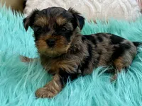 Sophie, a female Yorkshire Terrier for sale in Tampa, FL – Photo 9 of 9