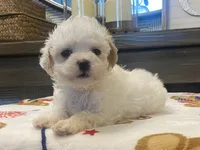 Shelby Tiny, a female Maltipoo and Poodle - Toy  for sale in Tampa, FL – 8 of 10