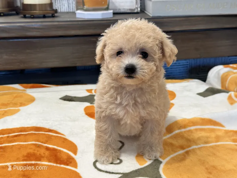 Nala  – Maltipoo, Poodle - Toy  puppy for sale in Tampa, FL