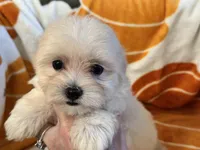 Charlie, a male Maltipoo and Poodle - Toy  for sale in Tampa, FL – 8 of 10