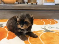 Emily , a female Yorkshire Terrier for sale in Tampa, FL – 4 of 6