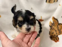 Emily, a female Yorkshire Terrier and Morkie for sale in Tampa, FL – 6 of 10