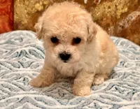 Chloe , a female Maltipoo and Poodle - Toy  for sale in Tampa, FL – 2 of 9