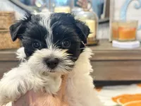 Milo Parti, a male Yorkshire Terrier for sale in Tampa, FL – 7 of 10