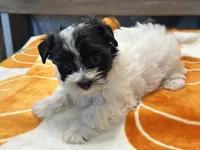 Milo Parti, a male Yorkshire Terrier for sale in Tampa, FL – 4 of 10