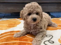 Zoey, a female Maltipoo and Poodle - Toy  for sale in Tampa, FL – 5 of 10