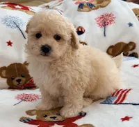 Mbappe, a male Maltipoo and Poodle - Toy  for sale in Tampa, FL – 3 of 10