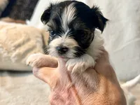 Bella  Parti, a male Yorkshire Terrier for sale in Tampa, FL – 6 of 10