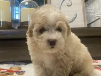 Scooter, a male Maltipoo and Poodle - Toy  for sale in Tampa, FL – 3 of 10
