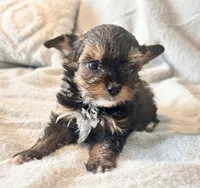 Lilly  Tiny , a female Yorkshire Terrier for sale in Tampa, FL – 4 of 10
