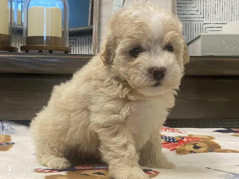 Scooter – Maltipoo, Poodle - Toy  puppy for sale in Tampa, FL