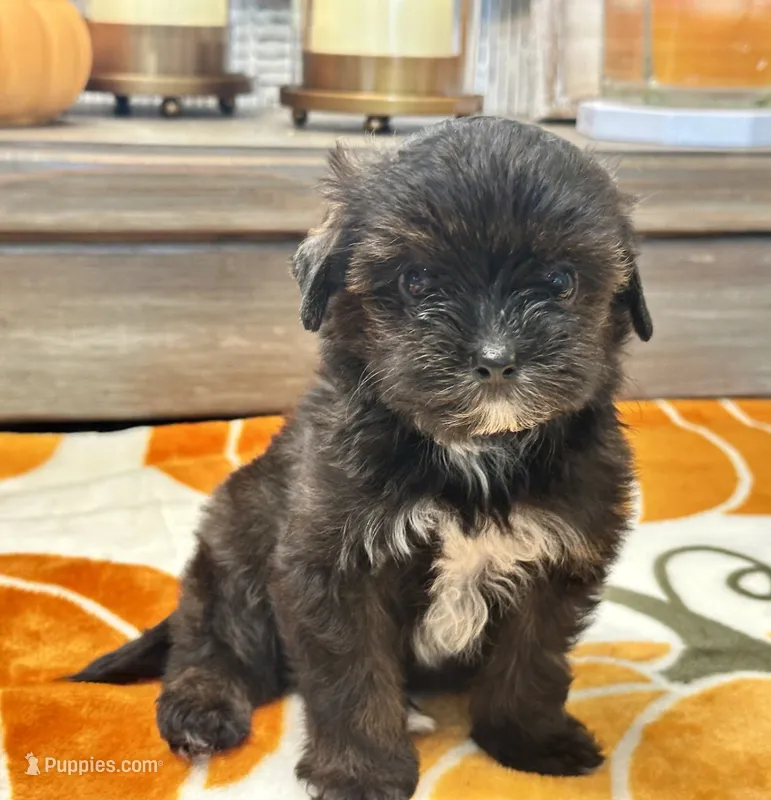 Niko Tiny – Yorkshire Terrier puppy for sale in Tampa, FL