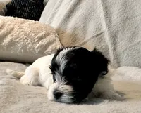 Milo Parti, a male Yorkshire Terrier for sale in Tampa, FL – 3 of 10