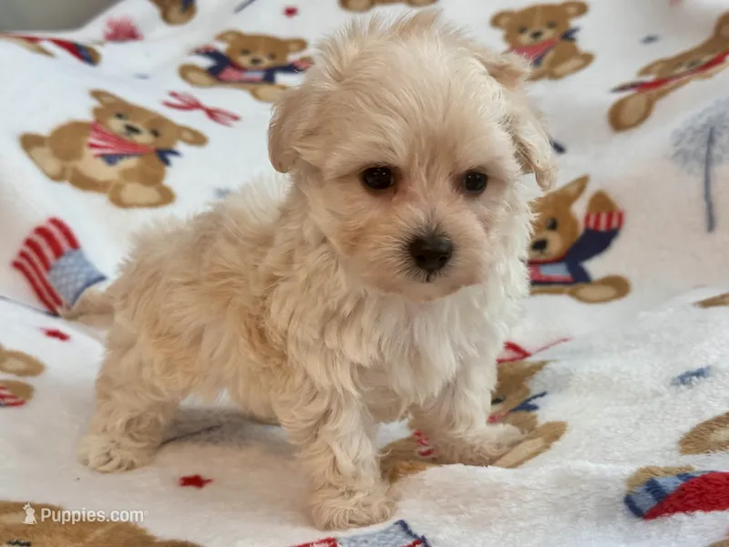 Lucy  – Maltipoo, Poodle - Toy  puppy for sale in Tampa, FL