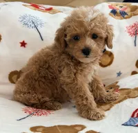 Rivaldo, a male Maltipoo and Poodle - Toy  for sale in Tampa, FL – 6 of 10