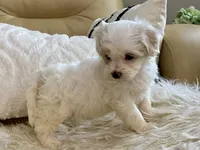 Charlie, a male Maltipoo and Poodle - Toy  for sale in Tampa, FL – 7 of 8