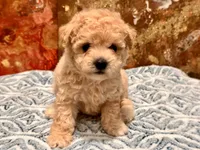 Nala , a female Maltipoo and Poodle - Toy  for sale in Tampa, FL – 7 of 10