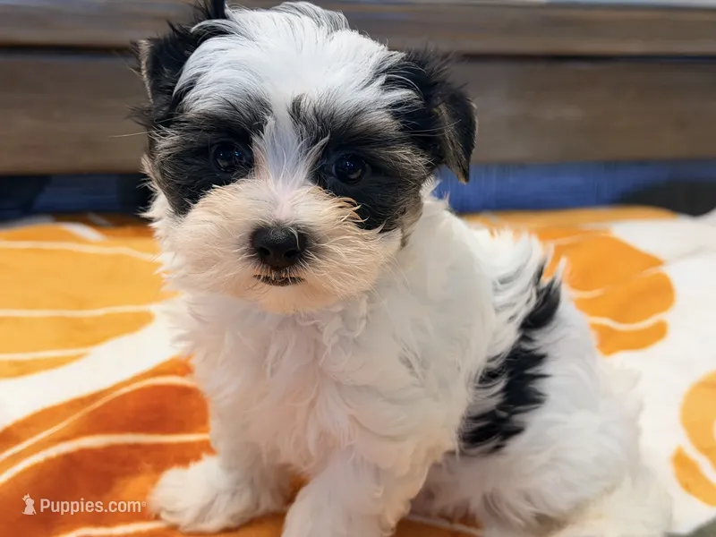 Toby Parti – Yorkshire Terrier puppy for sale in Tampa, FL